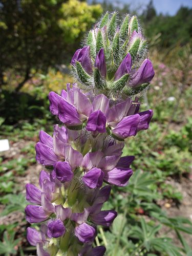 Lupinus microcarpus